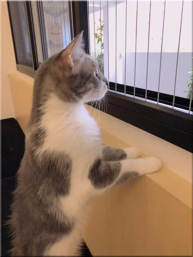 Invisible Grille for Pet Safety